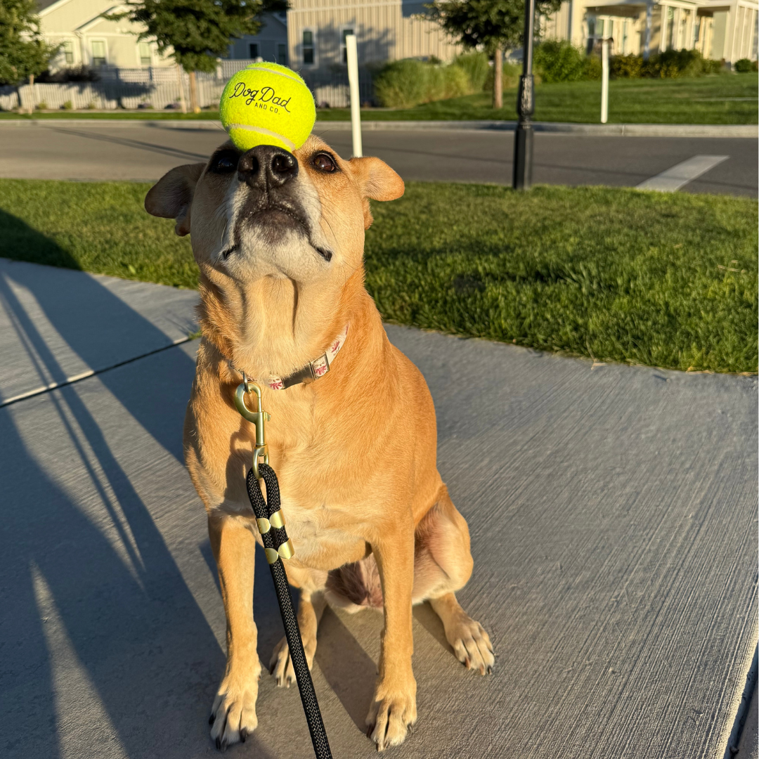 Dog Dad and Co. Tennis Ball